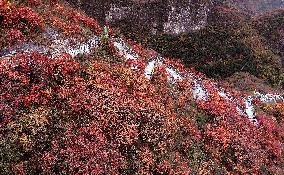 Tourists Enjoy The Blooming Red Leaves in Handan