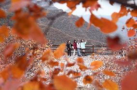 Tourists Enjoy The Blooming Red Leaves in Handan