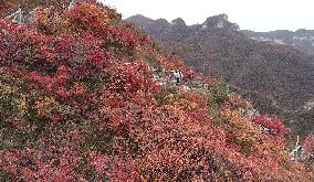 Tourists Enjoy The Blooming Red Leaves in Handan