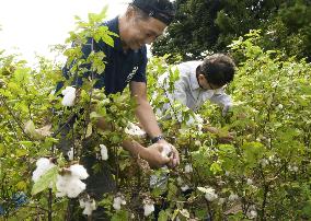 Hakushu cotton picking in western Japan