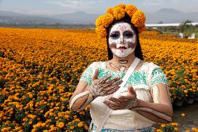 Cempasuchil Flower Sales Season Begins For The Day Of The Dead Festival - Mexico