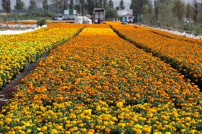 Cempasuchil Flower Sales Season Begins For The Day Of The Dead Festival - Mexico