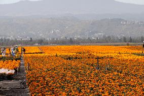 Cempasuchil Flower Sales Season Begins For The Day Of The Dead Festival - Mexico