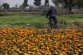 Cempasuchil Flower Sales Season Begins For The Day Of The Dead Festival - Mexico