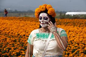 Cempasuchil Flower Sales Season Begins For The Day Of The Dead Festival - Mexico