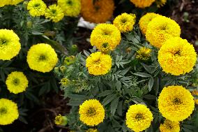 Cempasuchil Flower Harvest Season During The Day Of The Dead Celebrations