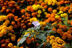 Cempasuchil Flower Harvest Season During The Day Of The Dead Celebrations