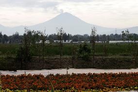 Cempasuchil Flower Harvest Season During The Day Of The Dead Celebrations