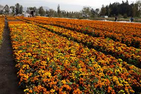 Cempasuchil Flower Harvest Season During The Day Of The Dead Celebrations