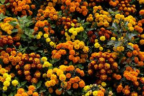 Cempasuchil Flower Harvest Season During The Day Of The Dead Celebrations