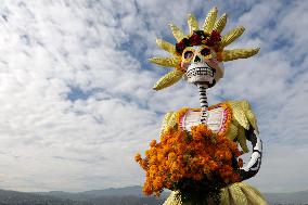 Cempasuchil Flower Harvest Season During The Day Of The Dead Celebrations