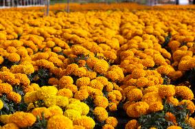 Cempasuchil Flower Harvest Season During The Day Of The Dead Celebrations