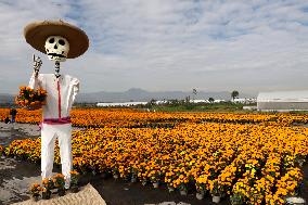 Cempasuchil Flower Harvest Season During The Day Of The Dead Celebrations