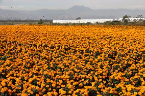 Cempasuchil Flower Harvest Season During The Day Of The Dead Celebrations