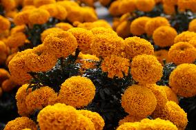 Cempasuchil Flower Harvest Season During The Day Of The Dead Celebrations