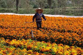 Cempasuchil Flower Harvest Season During The Day Of The Dead Celebrations