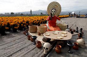 Cempasuchil Flower Harvest Season During The Day Of The Dead Celebrations