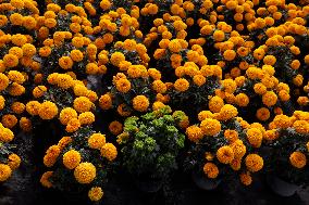 Cempasuchil Flower Harvest Season During The Day Of The Dead Celebrations