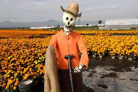 Cempasuchil Flower Harvest Season During The Day Of The Dead Celebrations