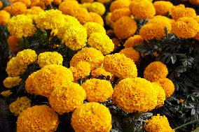 Cempasuchil Flower Harvest Season During The Day Of The Dead Celebrations