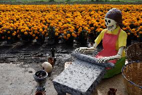 Cempasuchil Flower Harvest Season During The Day Of The Dead Celebrations