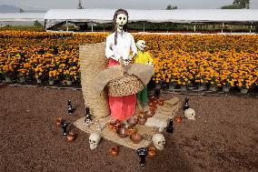 Cempasuchil Flower Harvest Season During The Day Of The Dead Celebrations