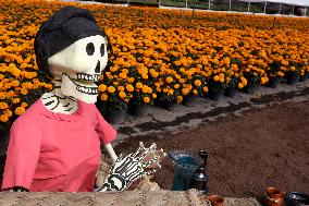 Cempasuchil Flower Harvest Season During The Day Of The Dead Celebrations