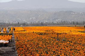 Cempasuchil Flower Harvest Season During The Day Of The Dead Celebrations