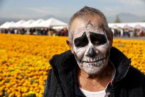 Cempasuchil Flower Harvest Season During The Day Of The Dead Celebrations