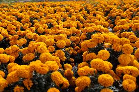 Cempasuchil Flower Harvest Season During The Day Of The Dead Celebrations