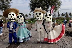 Cempasuchil Flower Harvest Season During The Day Of The Dead Celebrations