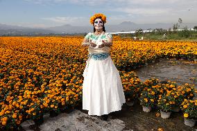 Cempasuchil Flower Harvest Season During The Day Of The Dead Celebrations