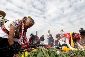 Cempasuchil Flower Harvest Season During The Day Of The Dead Celebrations