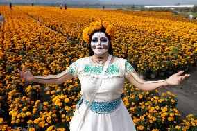 Cempasuchil Flower Harvest Season During The Day Of The Dead Celebrations