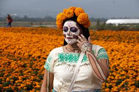 Cempasuchil Flower Harvest Season During The Day Of The Dead Celebrations