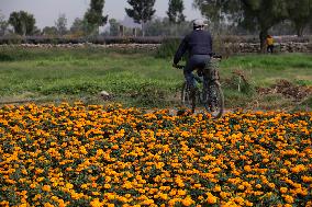 Cempasuchil Flower Harvest Season During The Day Of The Dead Celebrations