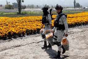 Cempasuchil Flower Harvest Season During The Day Of The Dead Celebrations
