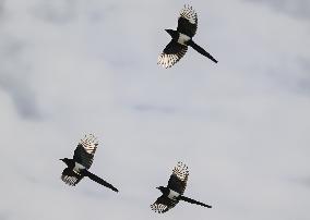 Black-Billed Magpie Of Alberta