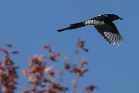 Black-Billed Magpie Of Alberta