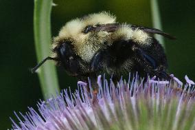 Bumble Bee On A Flower