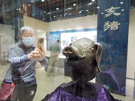 Exhibition of Animal Head Bronze Statues at the Old Summer Palace Museum in Beijing