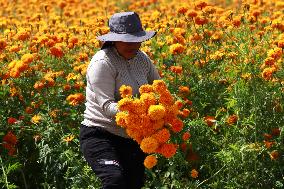 Farmers Harvest Cempasuchil Flower - Mexico