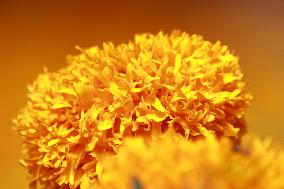 Farmers Harvest Cempasuchil Flower - Mexico