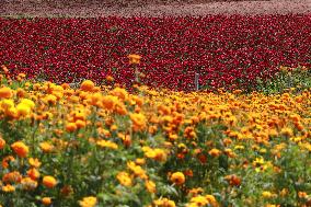 Farmers Harvest Cempasuchil Flower - Mexico