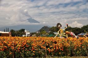 Farmers Harvest Cempasuchil Flower - Mexico
