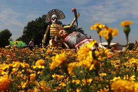 Farmers Harvest Cempasuchil Flower - Mexico
