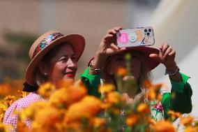 Farmers Harvest Cempasuchil Flower - Mexico