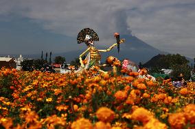 Farmers Harvest Cempasuchil Flower - Mexico