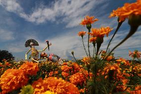 Farmers Harvest Cempasuchil Flower - Mexico