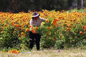 Farmers Harvest Cempasuchil Flower - Mexico
